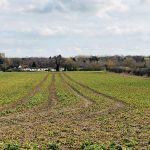 Looking over where the new houses will be, this view will soon be gone