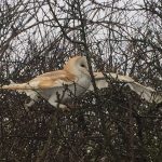 Barn Owl trapped in hedgerow
