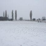 Snow scene with poplars