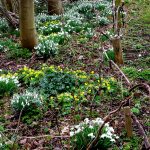 Snowdrop Walk