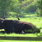 Collecting nesting material