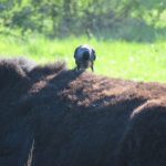 Collecting nesting material