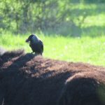 Collecting nesting material