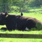 Collecting nesting material