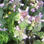 Red dead-nettle