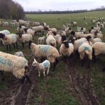 Lambing season