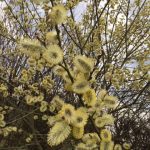 Willow catkins