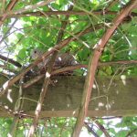 Collared dove's nest