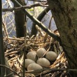 Moorhen's nest