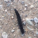 Peacock butterfly caterpillar