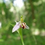 Bee orchid