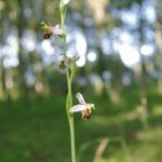 Bee orchid