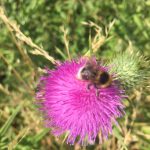 Bee on a thistle