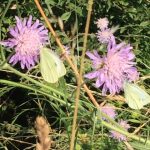 Brimstones on scabious - "twins"