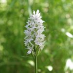 Common spotted orchid