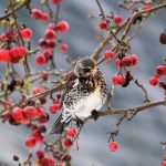 Fieldfare