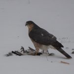 Male sparrowhawk