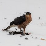 Male sparrowhawk