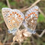 Pair of common blue butterflies