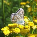 Common Blue butterfly