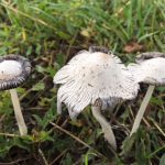 Shaggy Ink Caps