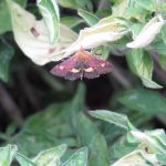 Day-flying micro-moth, Pyrausta purpuralis, on Majoram