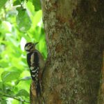 Great spotted woodpecker