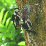 Great spotted woodpecker teaching youngster