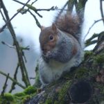 Grey squirrel