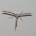 Morning-glory plume moth