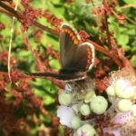 Brown Argus Butterfly