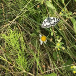 Marbled White Butterfly