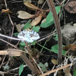 Magpie moth