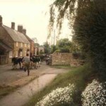 Cows in Crofts End, June 1985 Cows in Crofts End, June 1985