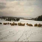 Sheep in the snow in Bancroft, the field behind Crofts End, January 1985 Sheep in the snow in Bancroft, the field behind Crofts End, January 1985
