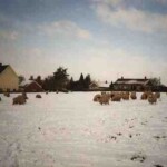 Sheep in the snow in Bancroft, the field behind Crofts End, January 1985 Sheep in the snow in Bancroft, the field behind Crofts End, January 1985