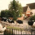 Cows in Crofts End, June 1985 Cows in Crofts End, June 1985
