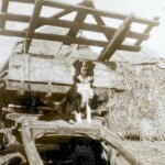 Yew Tree Farm, Sherington, Thé Rickyard, Mac Yew Tree Farm