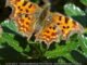 Comma butterfly