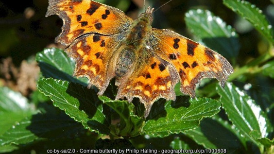 Comma butterfly