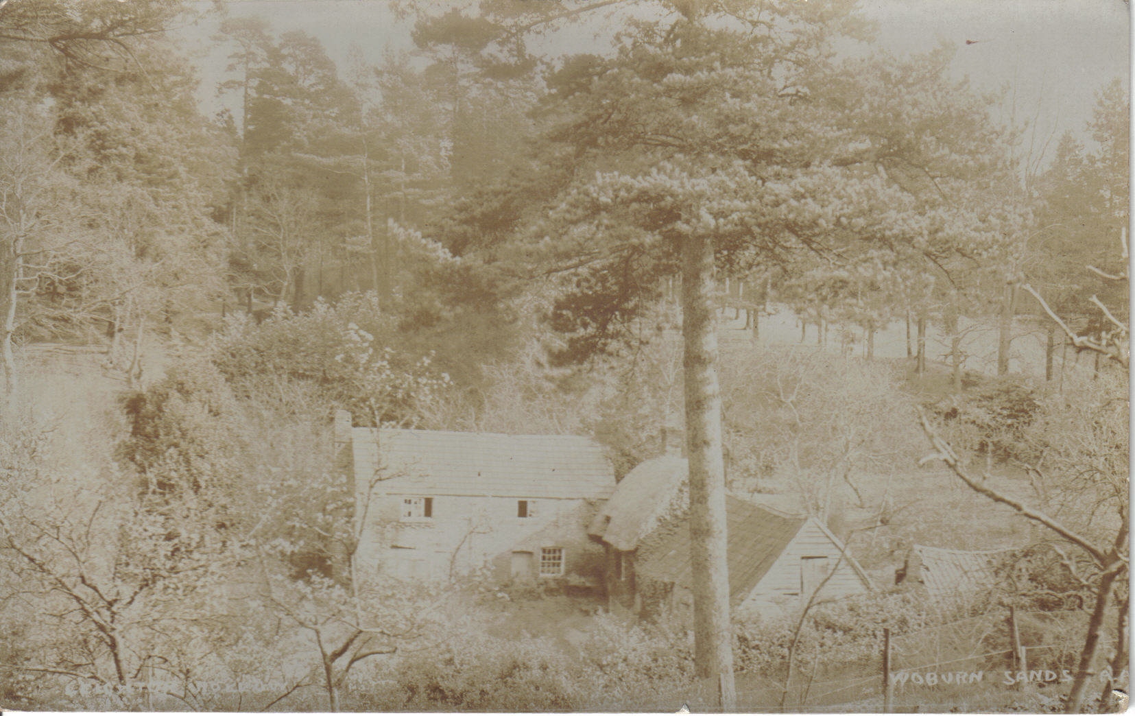 FIR TREE 17531849 Woburn Sands Collection