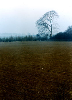 This is how the remaining tree looked after the first fall 1990. B Pittam