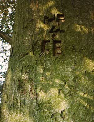 1986, carvings, before the first tree fell. 