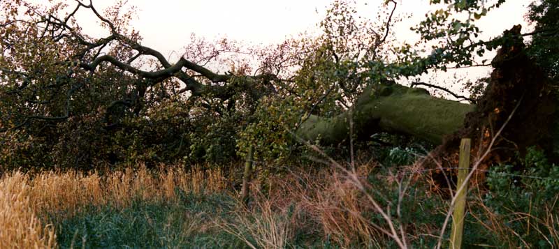 Day after the final tree falls, 1990